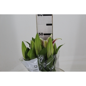 LIRIO ORIENTAL ROSA 050 CM HT 2/3 F
