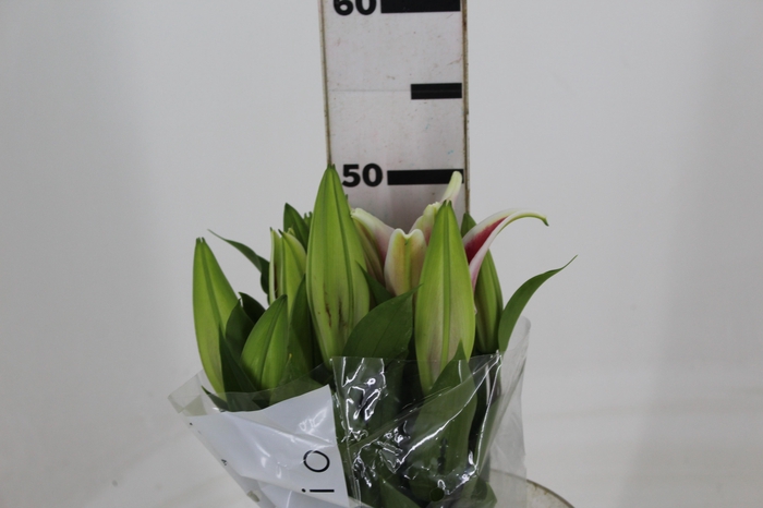 LIRIO ORIENTAL ROSA 050 CM HT 2/3 F