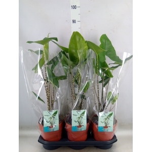 Alocasia zebrina