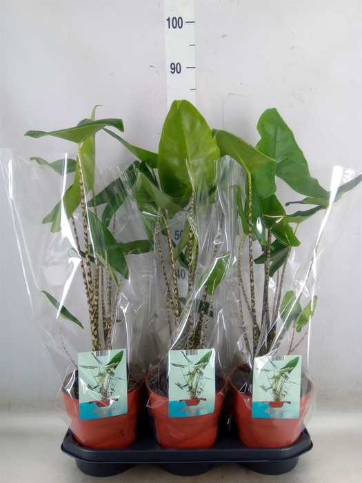 <h4>Alocasia zebrina</h4>