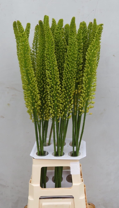 <h4>EREMURUS YELL IMPACT</h4>