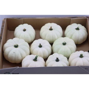 CUCURBITA PEPO