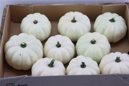 <h4>CUCURBITA PEPO</h4>