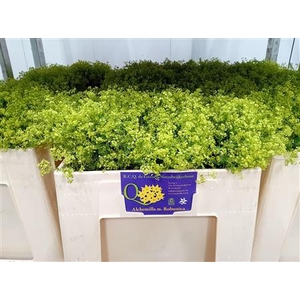 ALCHEMILLA M ROBUSTICA