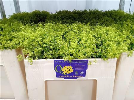 <h4>ALCHEMILLA M ROBUSTICA</h4>