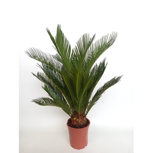 CYCAS REVOLUTA