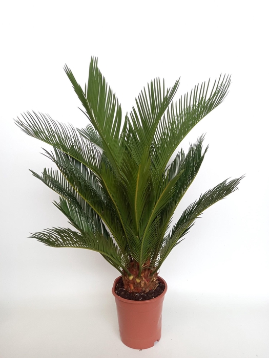 <h4>Cycas revoluta 17 cm</h4>
