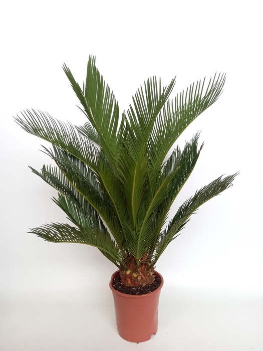 <h4>CYCAS REVOLUTA</h4>