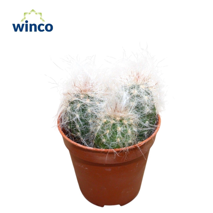 <h4>Oreocereus Trolley</h4>