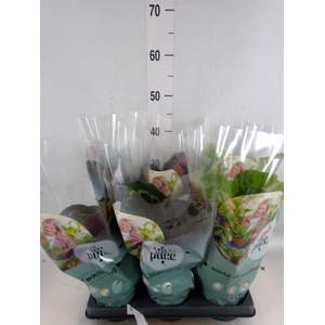 Calathea roseopicta   ...mix