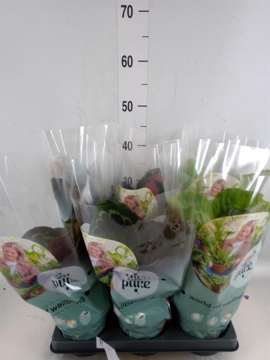 <h4>Calathea roseopicta   ...mix</h4>