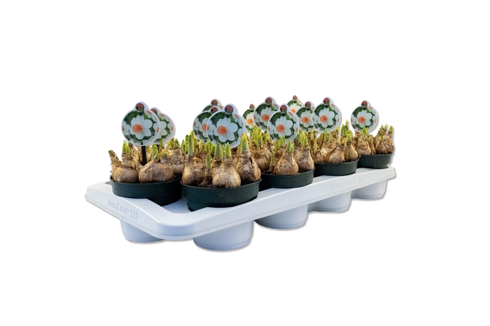 <h4>Narcis Iwona</h4>