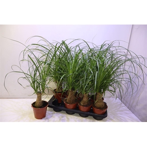 Beaucarnea Recur