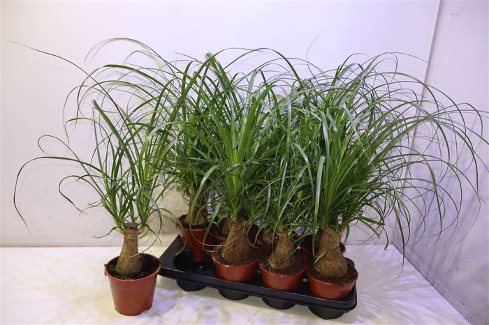 Beaucarnea Recur