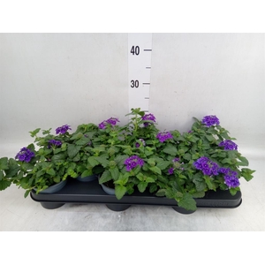 Verbena  'Lascar Burgundy'
