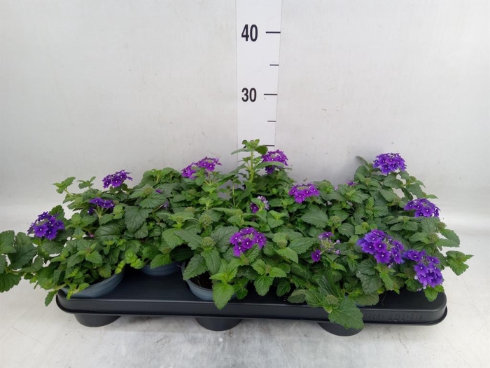 <h4>Verbena  'Lascar Burgundy'</h4>
