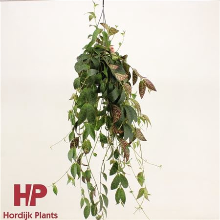 <h4>Aeschynanthus Marmoratus Hang</h4>