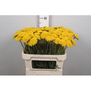 Achil F Parker Variety