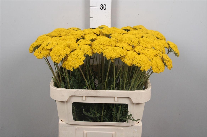 <h4>Achil F Parker Variety</h4>