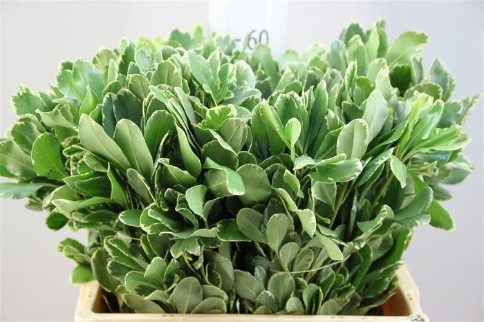 <h4>Pittosporum Ilan 60</h4>
