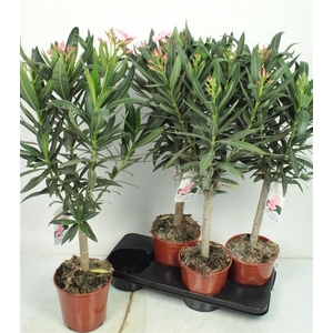 Nerium oleander (Oleander) 17Ø 85cm