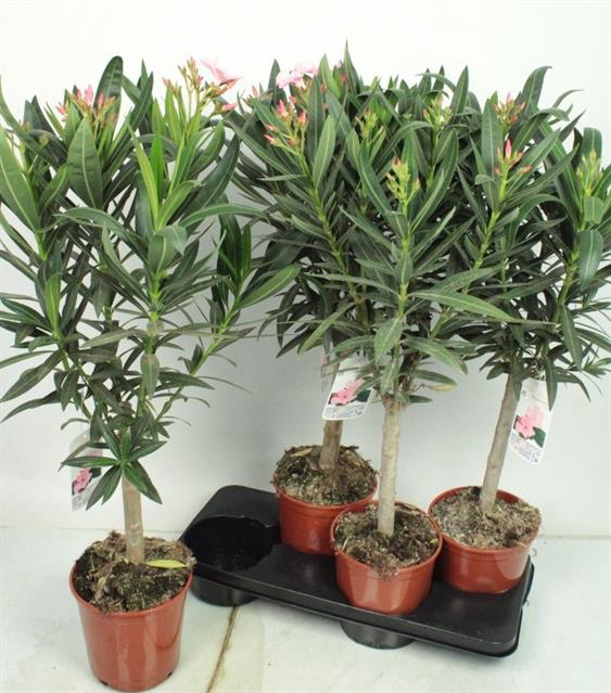 Nerium oleander (Oleander) 17Ø 85cm