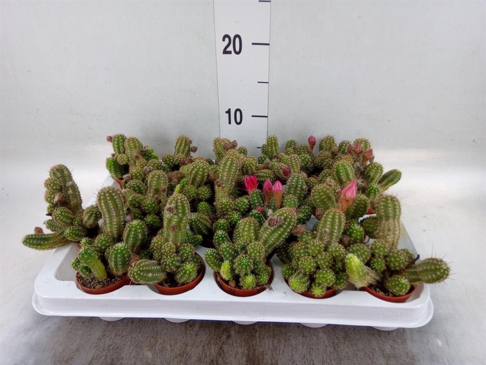 <h4>Chamaecereus  'Ubink Cerise'</h4>