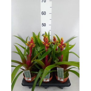 Guzmania   ...