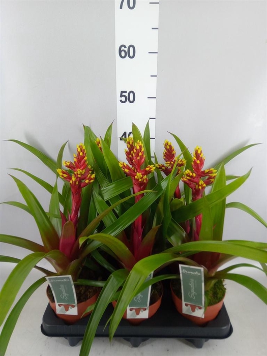 Guzmania   ...