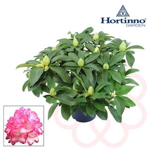 Hortinno® Garden XXL The Original groen 50 - 60 cm