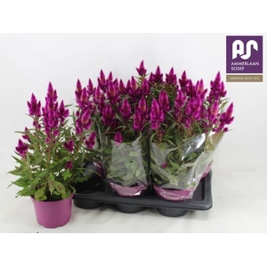 CEL DEEP PURPLE
