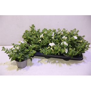 arr8 Pet White Surfin