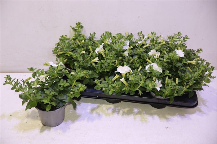 <h4>Pet White Surfin</h4>