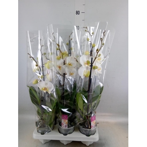 Phalaenopsis   ...white