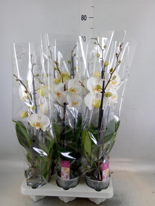 <h4>Phalaenopsis   ...white</h4>