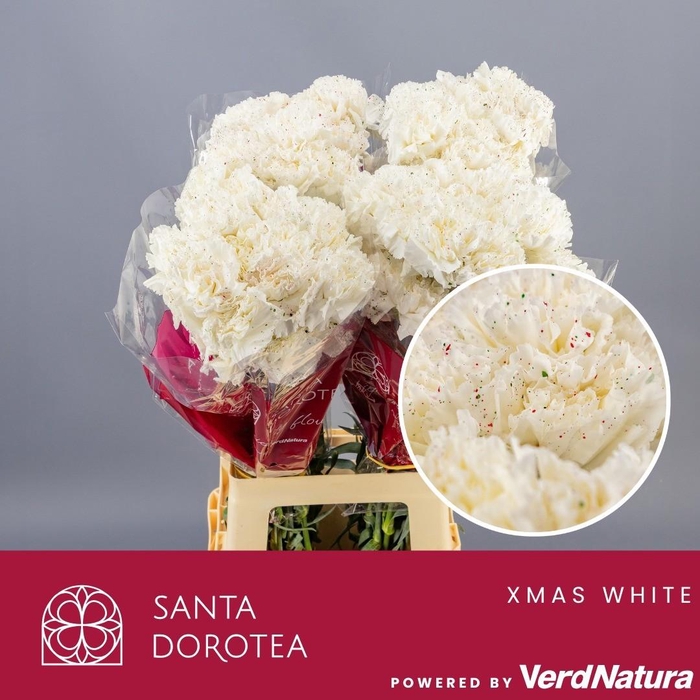 <h4>DI ST OV KLB H%</h4>