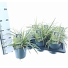 Carex morrowii