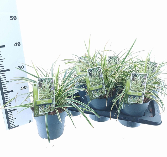 <h4>Carex morrowii</h4>