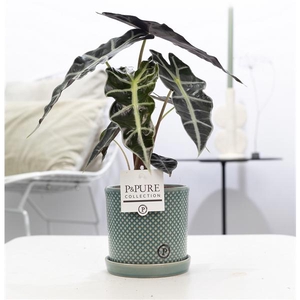 Alocasia Polly in P&PURE Lauren ceramics green