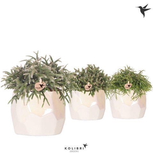 Kolibri Greens Rhipsalis mix in Pearl pot travertine