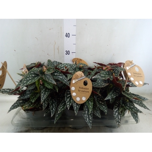 Begonia BD mac. 'Spotlight Green'
