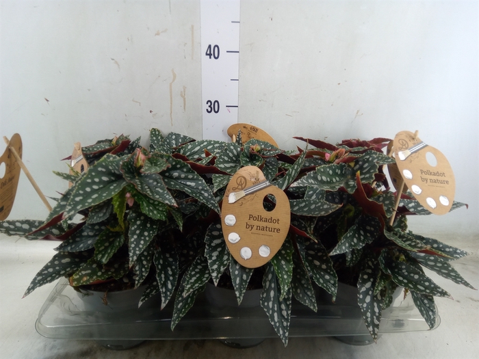 <h4>Begonia BD mac. 'Spotlight Green'</h4>
