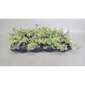 Glechoma hederacea 'Variegata'