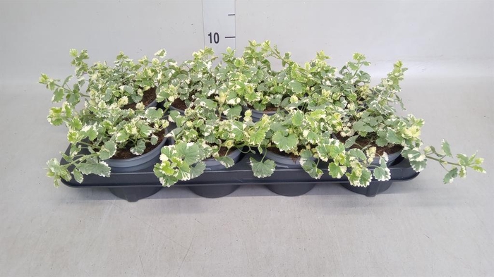 <h4>Glechoma hederacea 'Variegata'</h4>