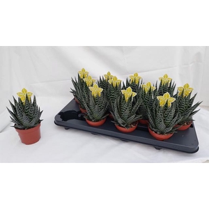 ALOE TIKI TAHI