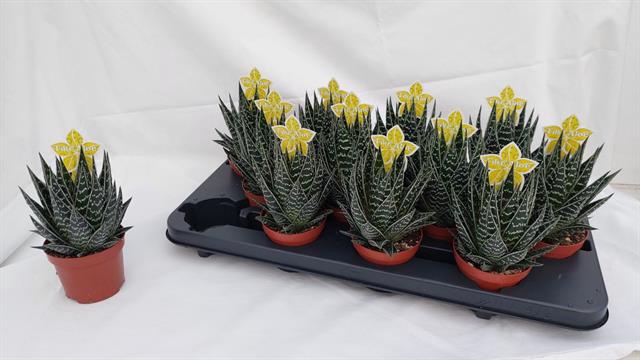 <h4>ALOE TIKI TAHI</h4>