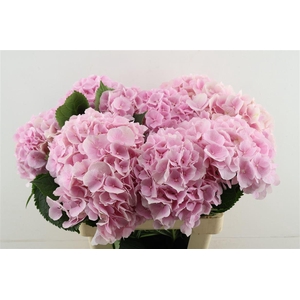 Hydr M Verena Pink 60-19