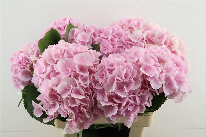 <h4>Hydr M Verena Pink 60-19</h4>
