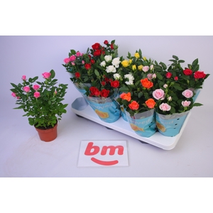 RO B MONDE GEM 7 SRT