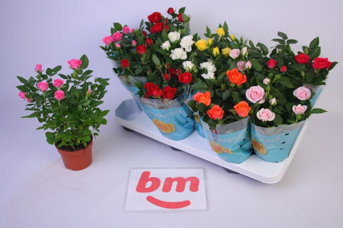 <h4>RO B MONDE GEM</h4>